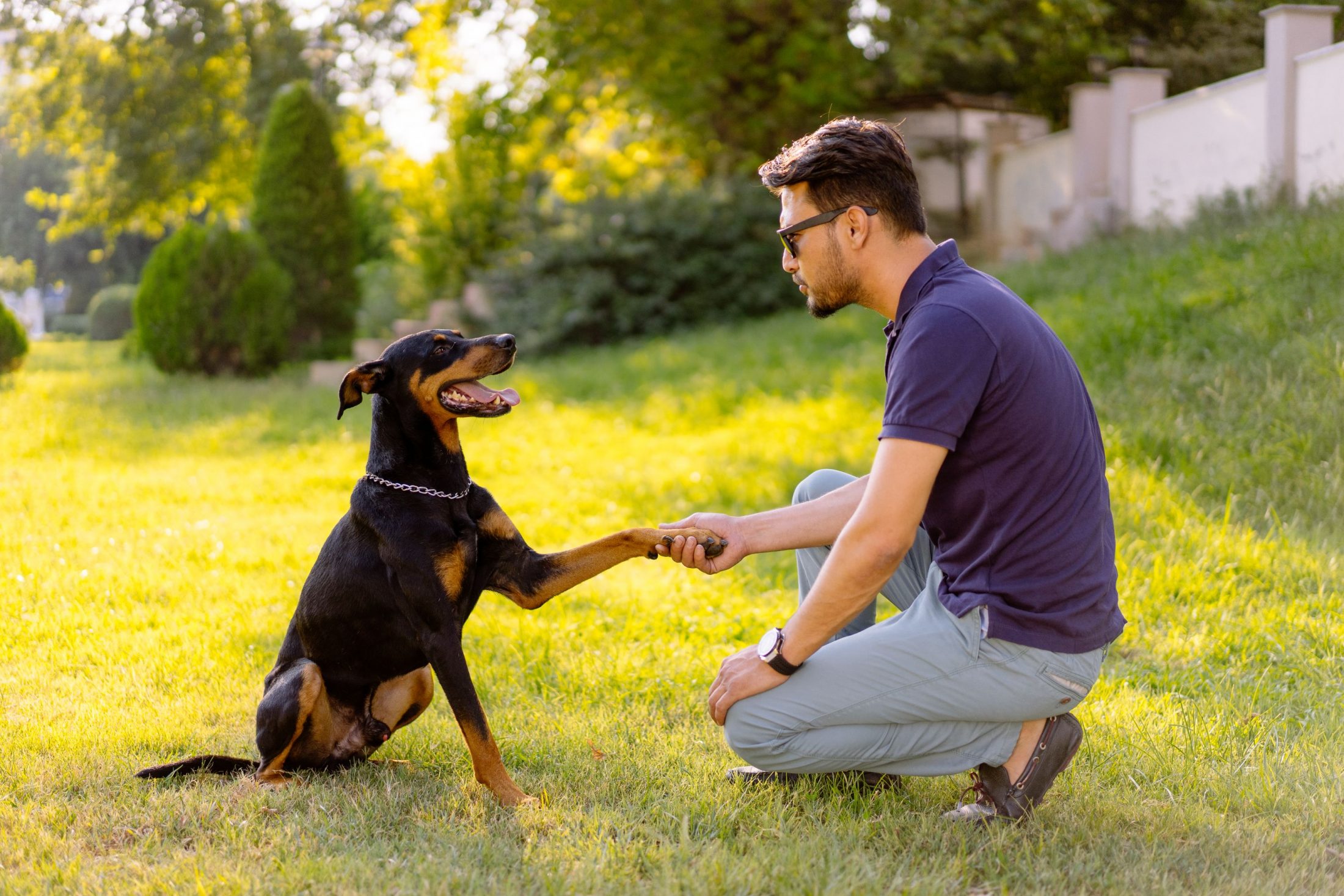 Dog Training for First Time Dog Owners Phoenix: A Practical Guide to Raising a Confident, Well‑Behaved Dog